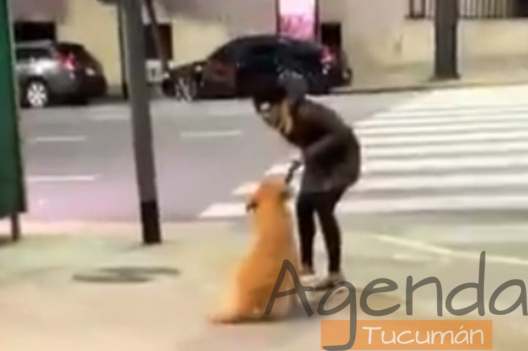 maltrato animal