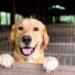 Cuáles son los nombres de perros y gatos más elegidos por los argentinos
