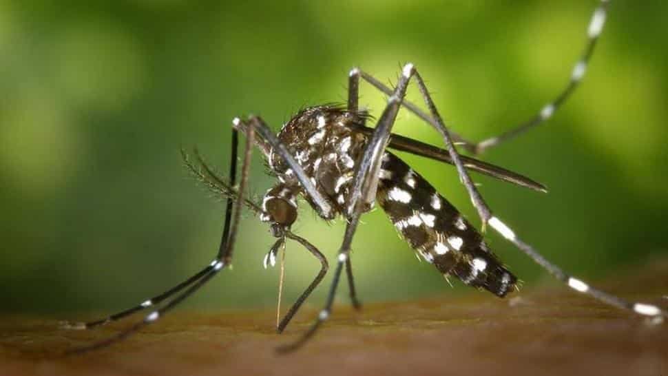 dengue tucuman