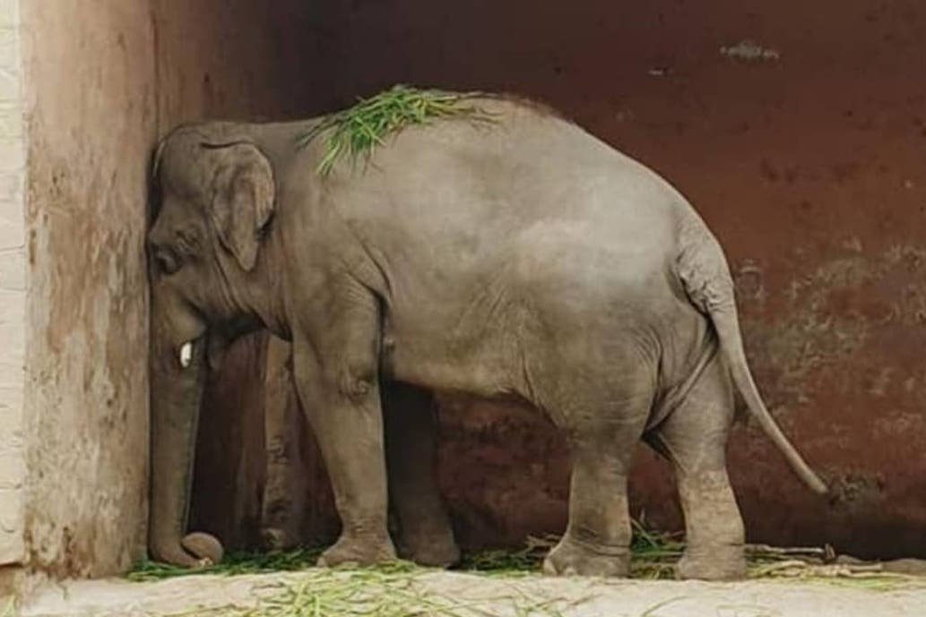 elefante solitario