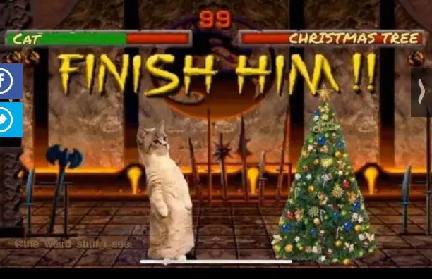 ¿Por qué los gatos atacan los Árboles de Navidad?