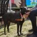 Castración de mascotas en los barrios Ciudadela Sur y Lapacho Sur