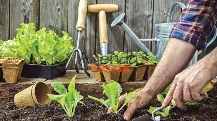 Tafí Viejo: Entregan de manera gratuita kits de semillas primavera-verano