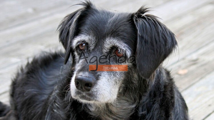 ¿Los perros pueden sufrir Alzheimer?