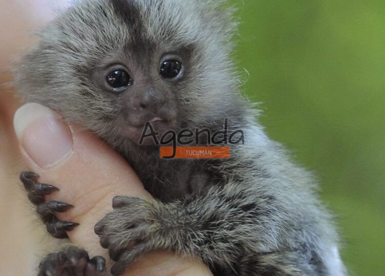 Qué especies de animales está prohibido tener en casa en Argentina