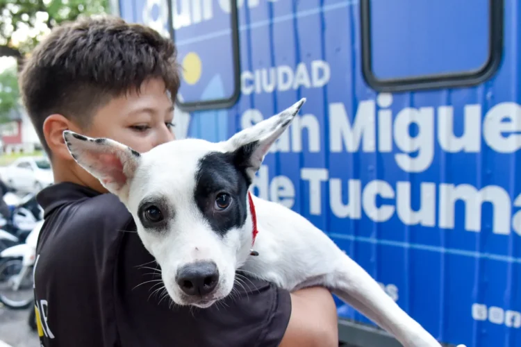 Las castraciones gratuitas llegan a los barrios gracias al quirófano veterinario móvil del Municipio