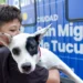 Las castraciones gratuitas llegan a los barrios gracias al quirófano veterinario móvil del Municipio