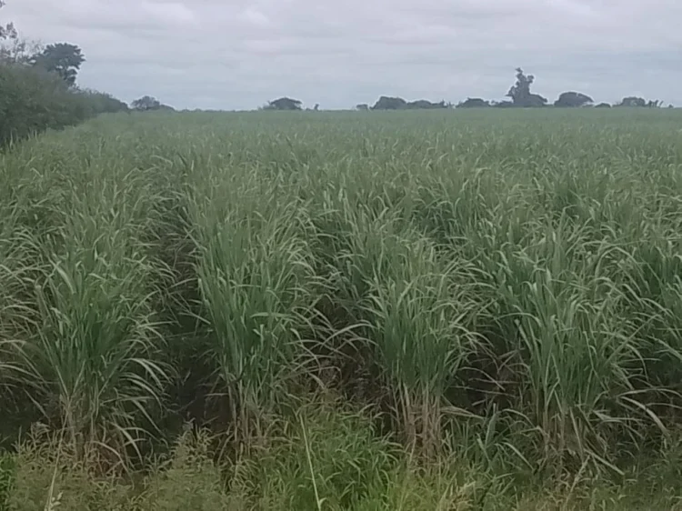 La Estación Experimental presentó la nueva variedad de caña de azúcar: la TUC 08-10