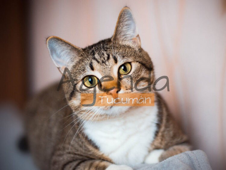 Claves de longevidad felina: cómo garantizar una vida más larga y saludable para tu gato