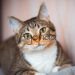 Claves de longevidad felina: cómo garantizar una vida más larga y saludable para tu gato